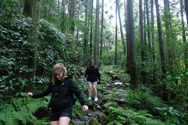 Half-Day Hakone Hachiri Hike: Forest Bathing from Hakone Yumoto to Lake Ashi photo 6