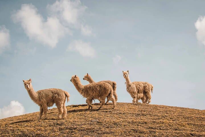 Ausangate Trek and Rainbow Mountain: 5-Day High-Andes Expedition from Cusco photo 5