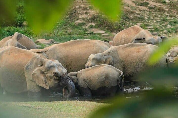 Anakulam Jeep Safari: Wild Elephant Encounters & Waterfalls Near Munnar photo 4