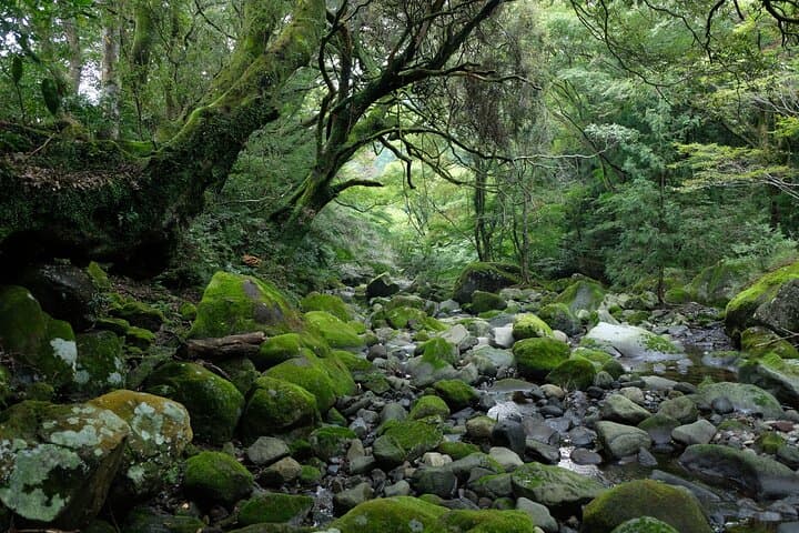 Half-Day Hakone Hachiri Hike: Forest Bathing from Hakone Yumoto to Lake Ashi photo 2