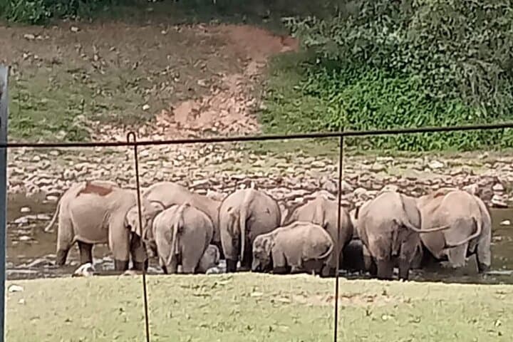 Anakulam Wild Elephant & Waterfalls Day Tour — Munnar’s Elephant Viewpoint and Waterfall Trek photo 3