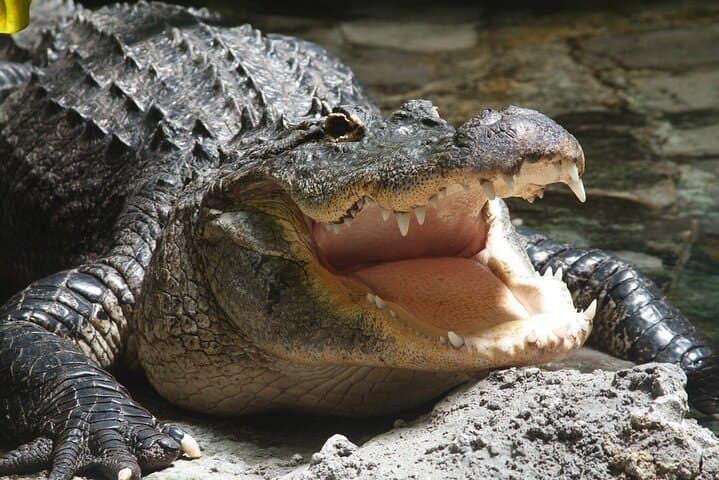 West Palm Beach Everglades Airboat Ride with Captain Wayne — 1-Hour Adventure photo 3