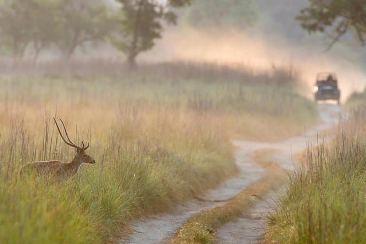 Jim Corbett Jeep Safari: Tiger Sightings, Birding & Guided Wildlife Drive photo 2