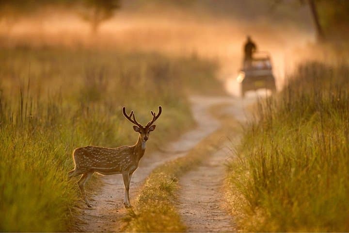 Jim Corbett Jeep Safari: Tiger Sightings, Birding & Guided Wildlife Drive photo 3