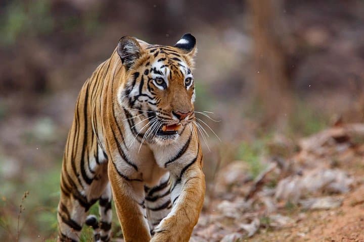 Jim Corbett Jeep Safari: Tiger Sightings, Birding & Guided Wildlife Drive