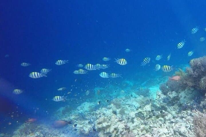 Dolphin & Tumbatu Island Snorkeling Tour from Nungwi, Zanzibar photo 3