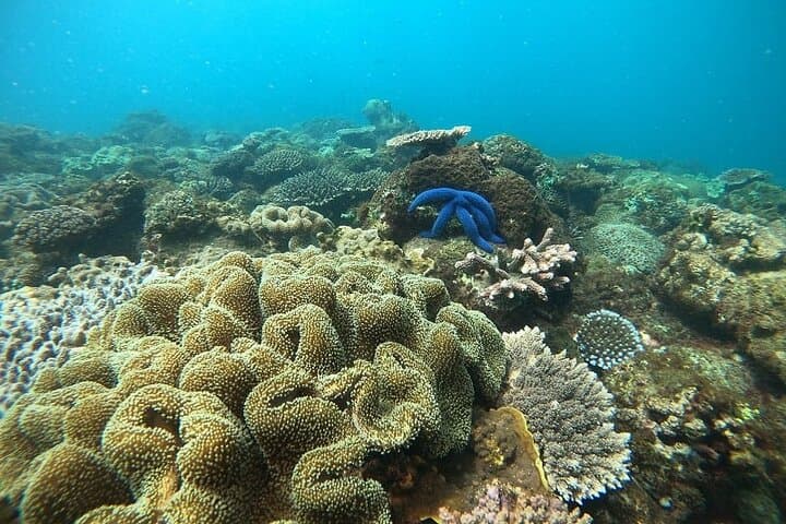 Dolphin & Tumbatu Island Snorkeling Tour from Nungwi, Zanzibar photo 4