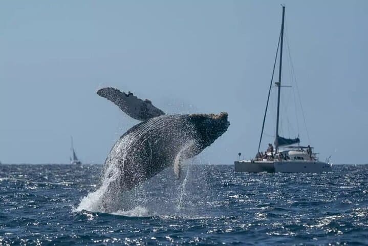 Samaná Bay Whale Watching and Cayo Levantado (Bacardi Island) — Full-Day Wildlife & Beach Excursion photo 1