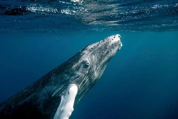 Samaná Bay Whale Watching and Cayo Levantado (Bacardi Island) — Full-Day Wildlife & Beach Excursion photo 3
