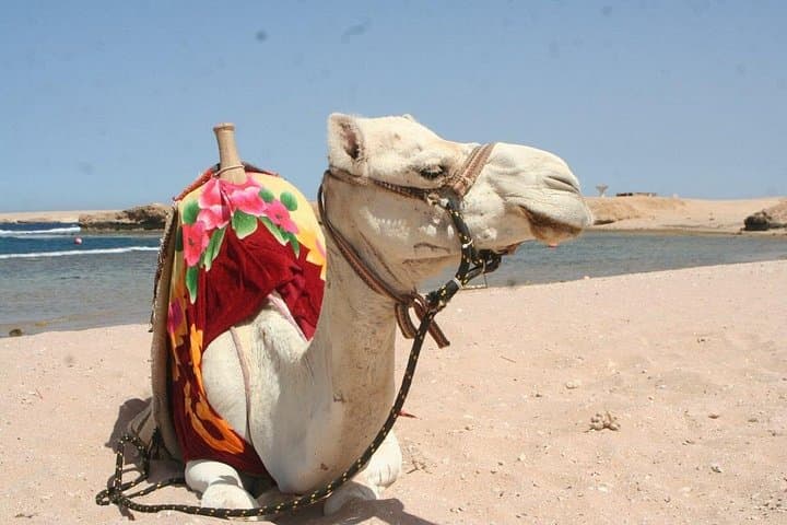 Snorkeling with Turtles in Sharm El Naga — Full-Day Trip from Hurghada photo 3