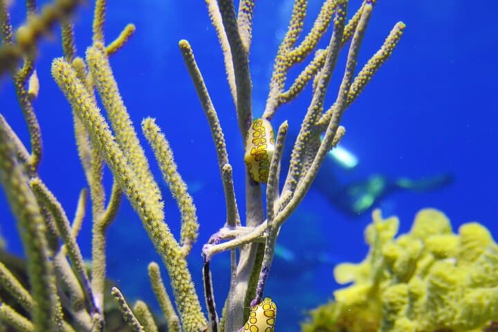 Cozumel Dive Package: 4 Dives From Playa del Carmen to the Mesoamerican Reef photo 5