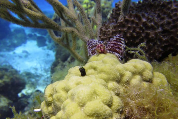 Discover Scuba Diving in the Riviera Maya — Introductory Boat Dive from Playa del Carmen photo 4