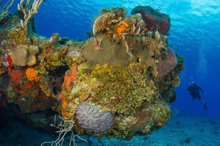 Cozumel Dive Package: 4 Dives From Playa del Carmen to the Mesoamerican Reef photo 4