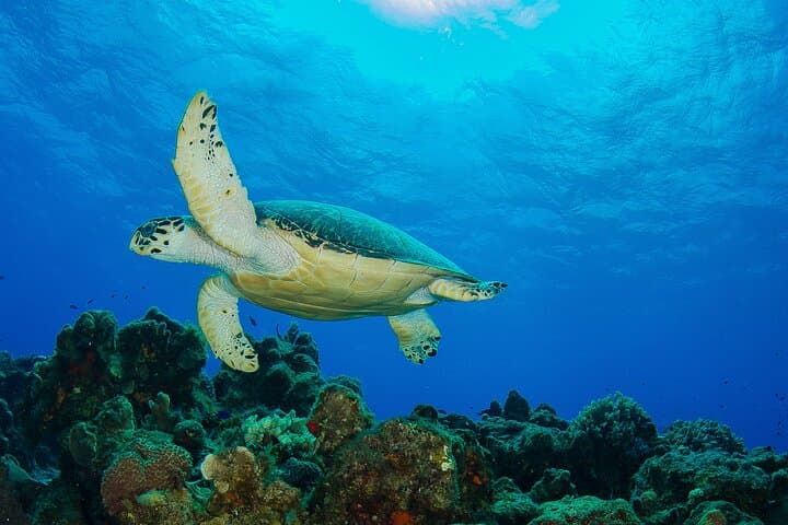 Cozumel Dive Package: 4 Dives From Playa del Carmen to the Mesoamerican Reef photo 6