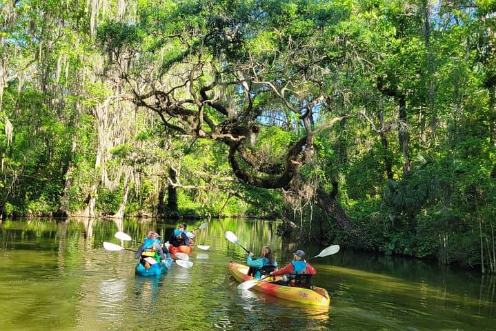 Paddle the Dora Canal: Wild Florida Kayak & Paddleboard Adventure in Tavares photo 3