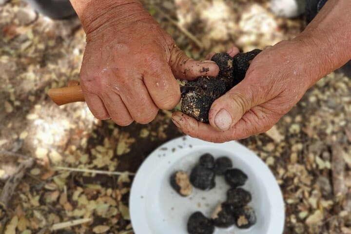 Truffle Hunting and Cretan Culinary Celebration from Elounda photo 3