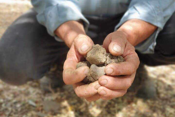 Truffle Hunting and Cretan Culinary Celebration from Elounda photo 2