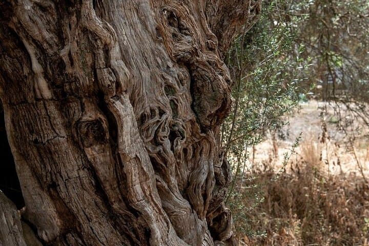 Truffle Hunting and Cretan Culinary Celebration from Elounda photo 5