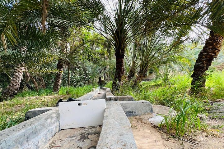 Private Full-Day Al Ain City Tour with Lunch — Jebel Hafeet, Oasis & Heritage photo 2