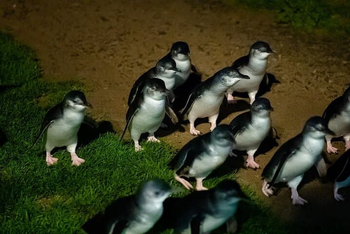 Philip Island Penguin Parade & Koala Eco Tour from Melbourne photo 2