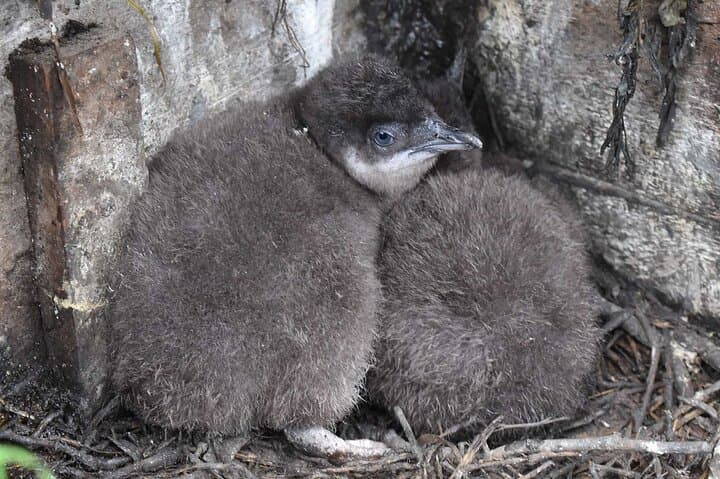 Philip Island Penguin Parade & Koala Eco Tour from Melbourne photo 4