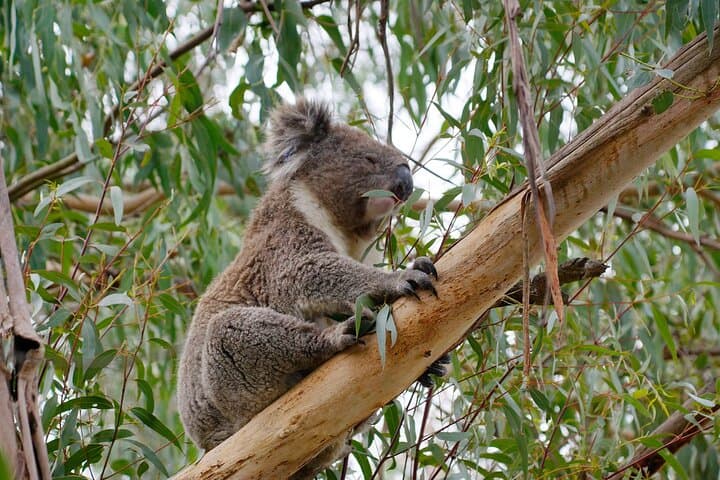 Philip Island Penguin Parade & Koala Eco Tour from Melbourne photo 5