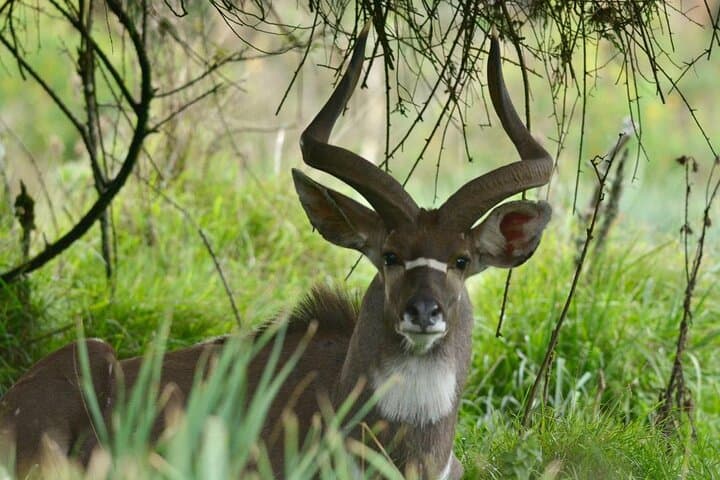 Discover Ethiopia's Simien, Danakil & Bale: 10-Day Natural Wonders Expedition photo 1