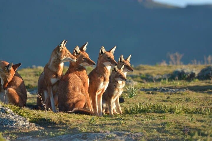 Discover Ethiopia's Simien, Danakil & Bale: 10-Day Natural Wonders Expedition photo 2