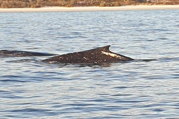 Noosa Hydrophone Whale & Dolphin Eco-Charter — Research-Led Wildlife Cruise photo 4