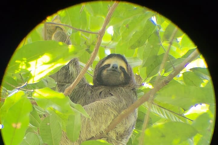 Panama Monkey and Sloth Jungle Habitat Tour on Gatun Lake photo 4