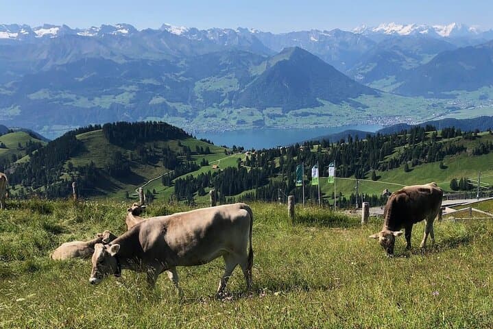 Mount Rigi Private Guided Hike with Farm Visit and BBQ from Lucerne photo 5