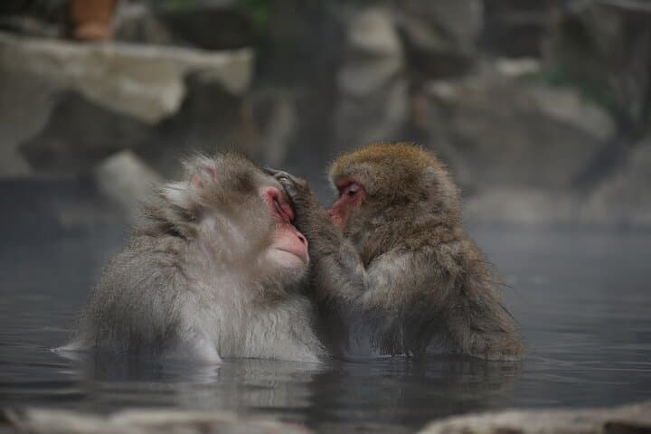 Winter Snow Monkey Viewing and Obuse Cultural Day Trip from Nagano photo 5