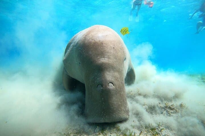 Snorkel with Dugongs and Giant Turtles at Marsa Mubarak, Marsa Alam photo 1