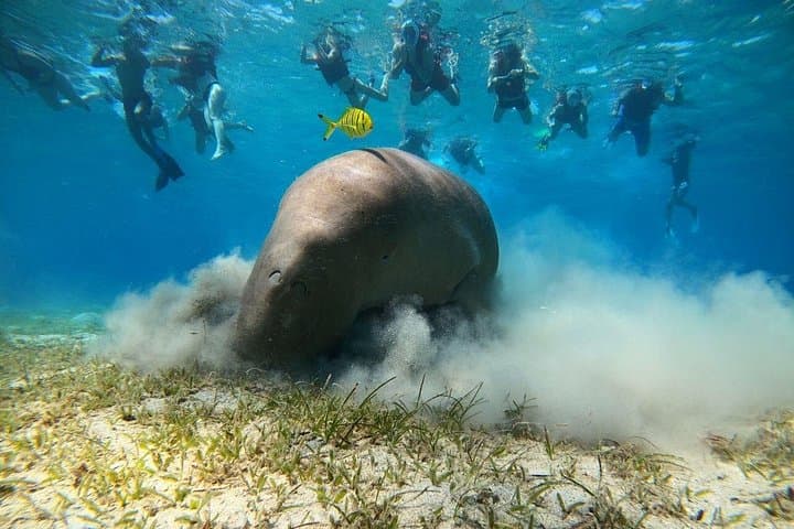 Snorkel with Dugongs and Giant Turtles at Marsa Mubarak, Marsa Alam photo 2
