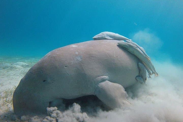 Snorkel with Dugongs and Giant Turtles at Marsa Mubarak, Marsa Alam photo 3
