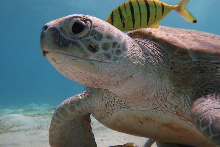 Snorkel with Dugongs and Giant Turtles at Marsa Mubarak, Marsa Alam photo 4