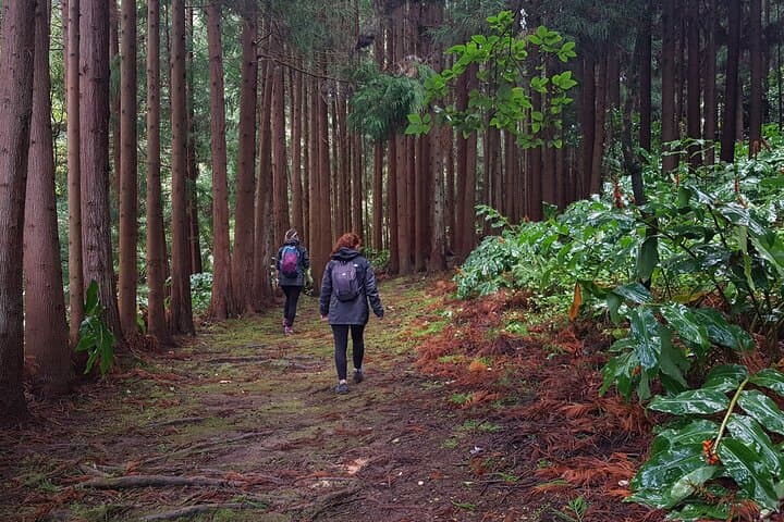 Hike Lomba de São Pedro Waterfalls & Gorreana Tea Plantation — Full-Day Azores Trail photo 6