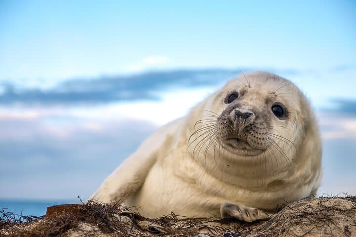 Wickford Seal-Watching Cruise — 75-Minute Harbor Tour to See Seals
