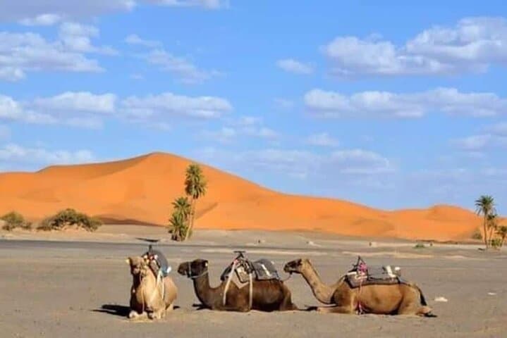 Sahara Trek from Marrakech: 8-Day Desert Trek & Berber Bivouac Experience photo 2