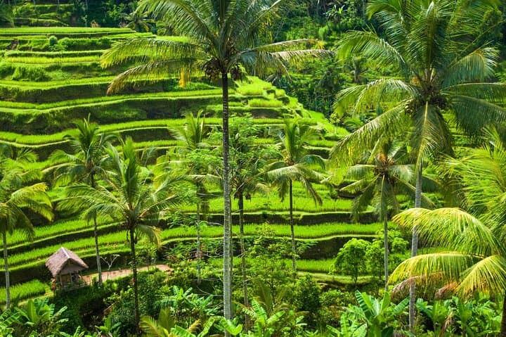 Private Ubud Tour: Monkey Forest, Tegalalang Rice Terraces & Coffee Plantation photo 4