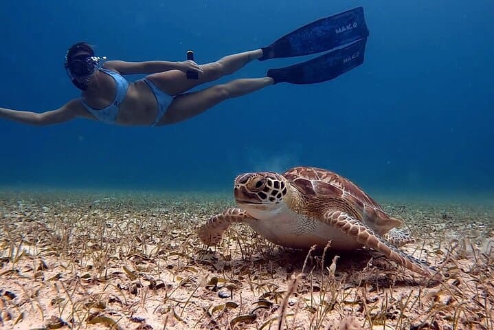 Private Turtle Snorkel in Aruba: Guided Turtle-Spotting Excursion with Pro Video photo 2