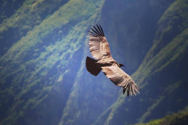 Flight of the Condor: Andean Condor Viewing & Killarumiyoc Hike from Cusco