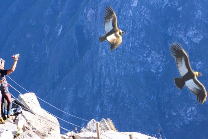 Flight of the Condor: Andean Condor Viewing & Killarumiyoc Hike from Cusco photo 3