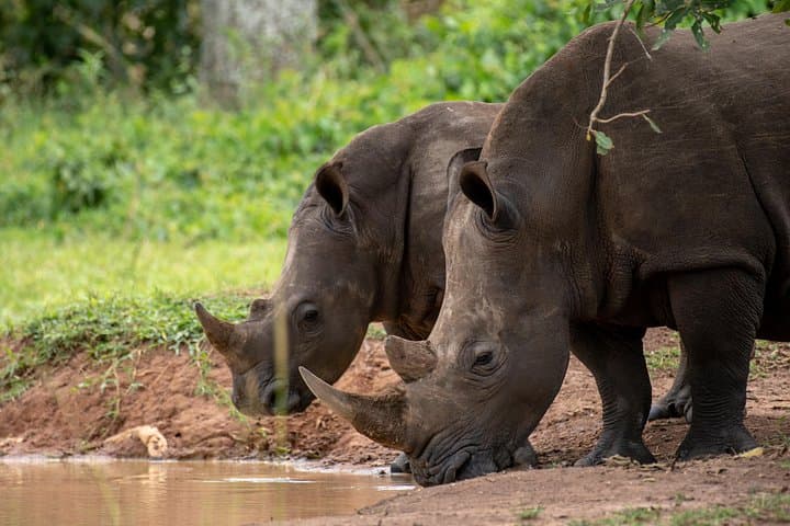 Ziwa Rhino Trekking: Walk Among Uganda's White Rhinos on a Day Tour photo 2
