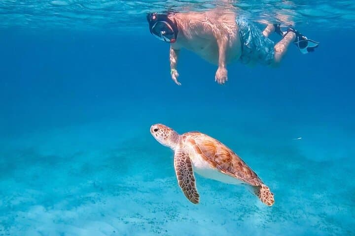 Private Turtle Snorkel in Aruba: Guided Turtle-Spotting Excursion with Pro Video photo 4