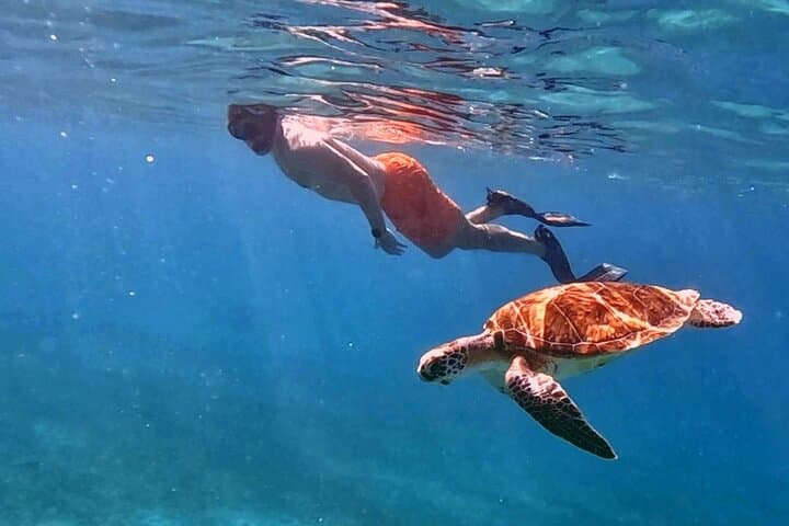 Private Turtle Snorkel in Aruba: Guided Turtle-Spotting Excursion with Pro Video