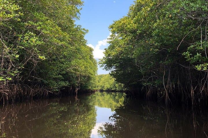 Explore Nusa Lembongan Mangroves by Kayak or SUP: A Quiet Coastal Adventure photo 5