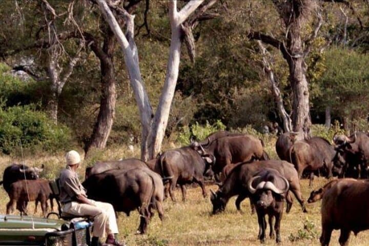 4-Day Kruger Big 5 Safari from Johannesburg: Game Drives, Panorama Route & Wildlife Immersion