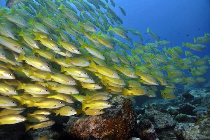 From Dubai to Khorfakkan: Two Dives & Discover Scuba on the UAE East Coast photo 5