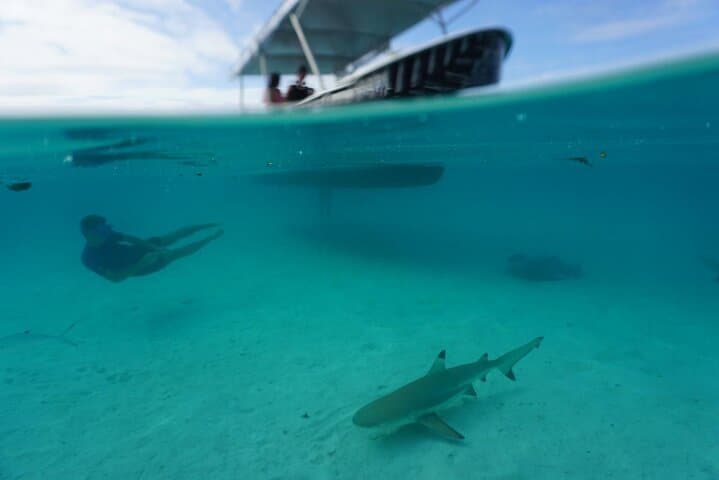 Moorea Lagoon Exploration and Snorkeling with Stingrays, Sharks and Turtles photo 3
